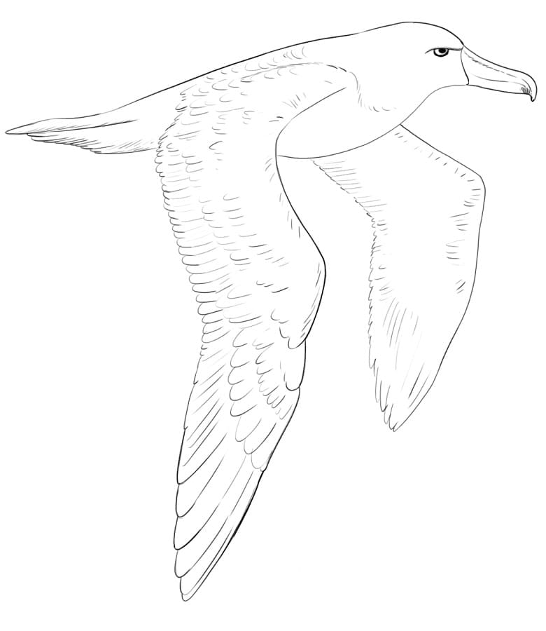 Chatham Albatross