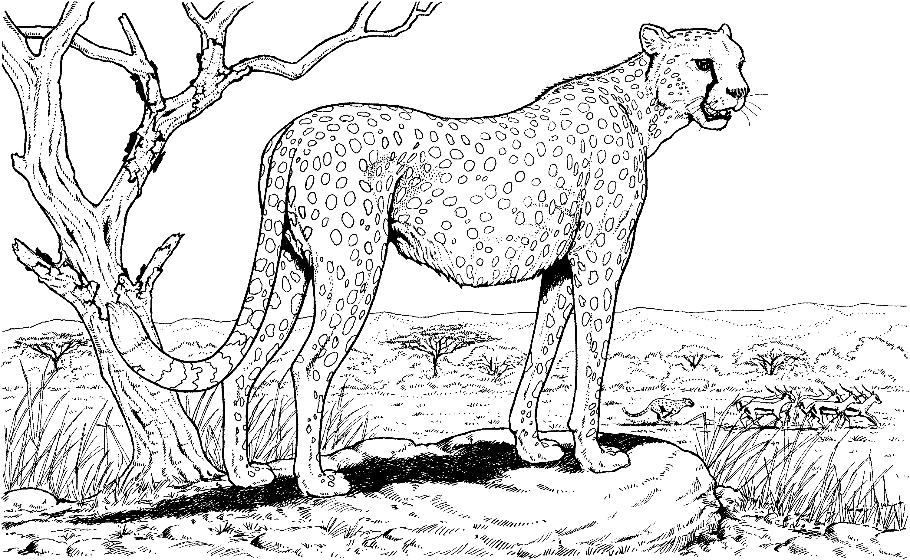 Cheetah In Nature Animal Hard Adult Coloring Page