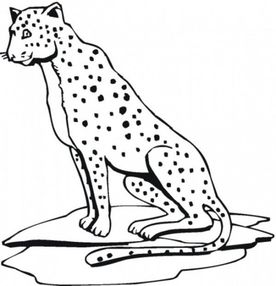 Cheetah Print Out S Animal19de Coloring Page