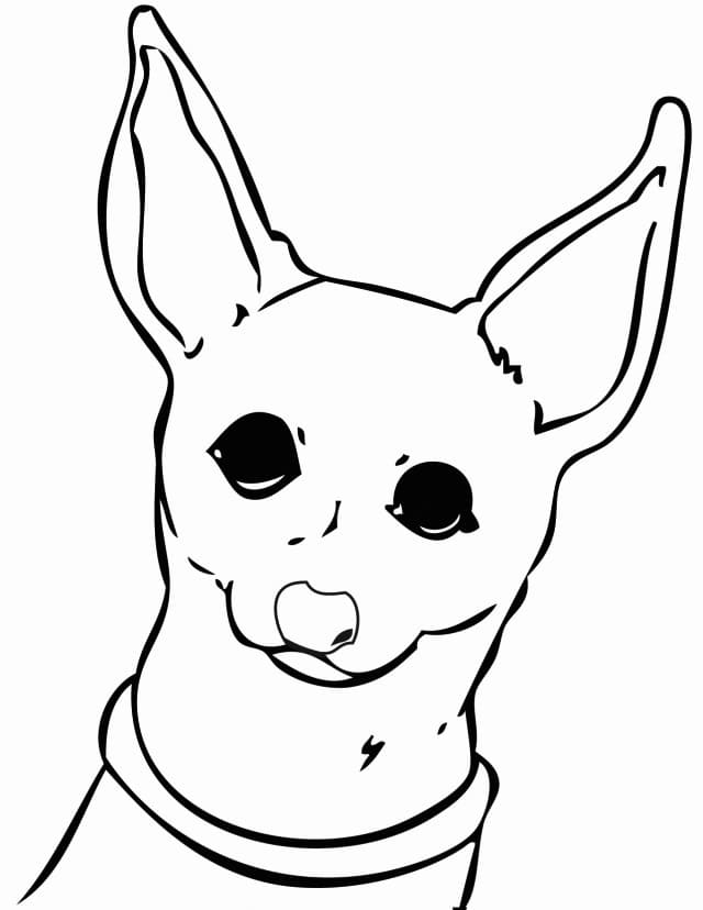 Chihuahua Face Coloring Page