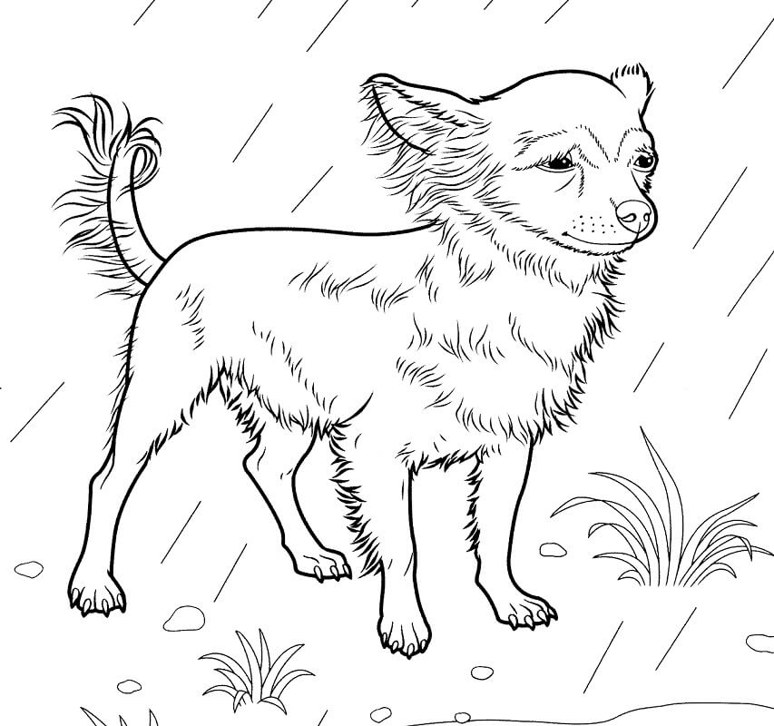 Chihuahua in Rain Coloring Page
