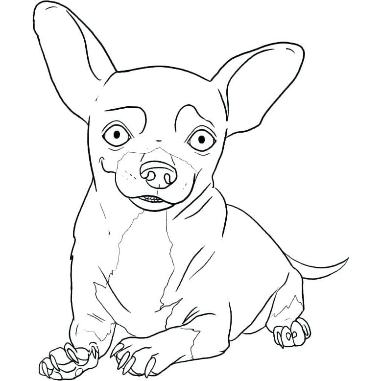 Chihuahua Looks Fun Coloring Page