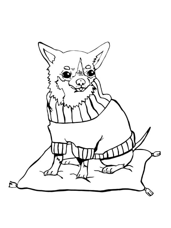 Chihuahua on Pilow Coloring Page