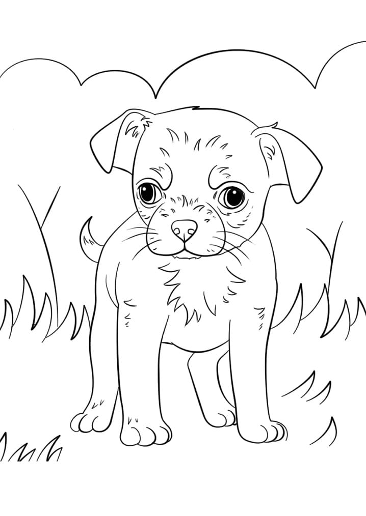 Chihuahua Puppy Coloring Page