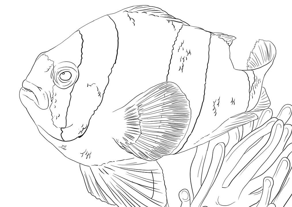 Clark’s Anemonefish Coloring Page