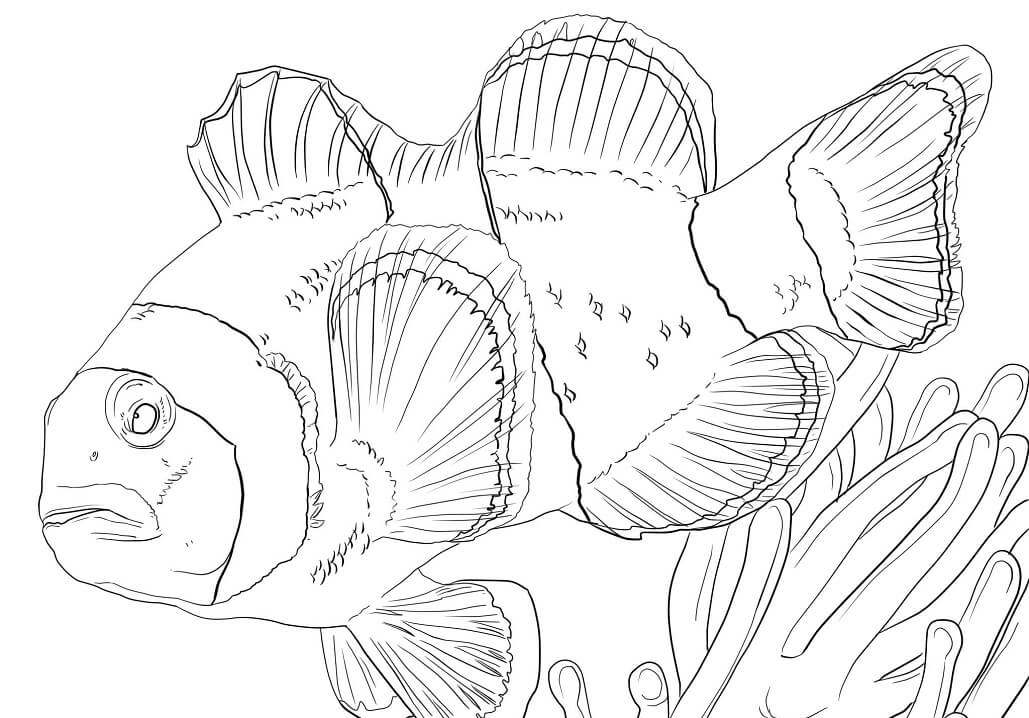 Clown Anemonefish Coloring Page