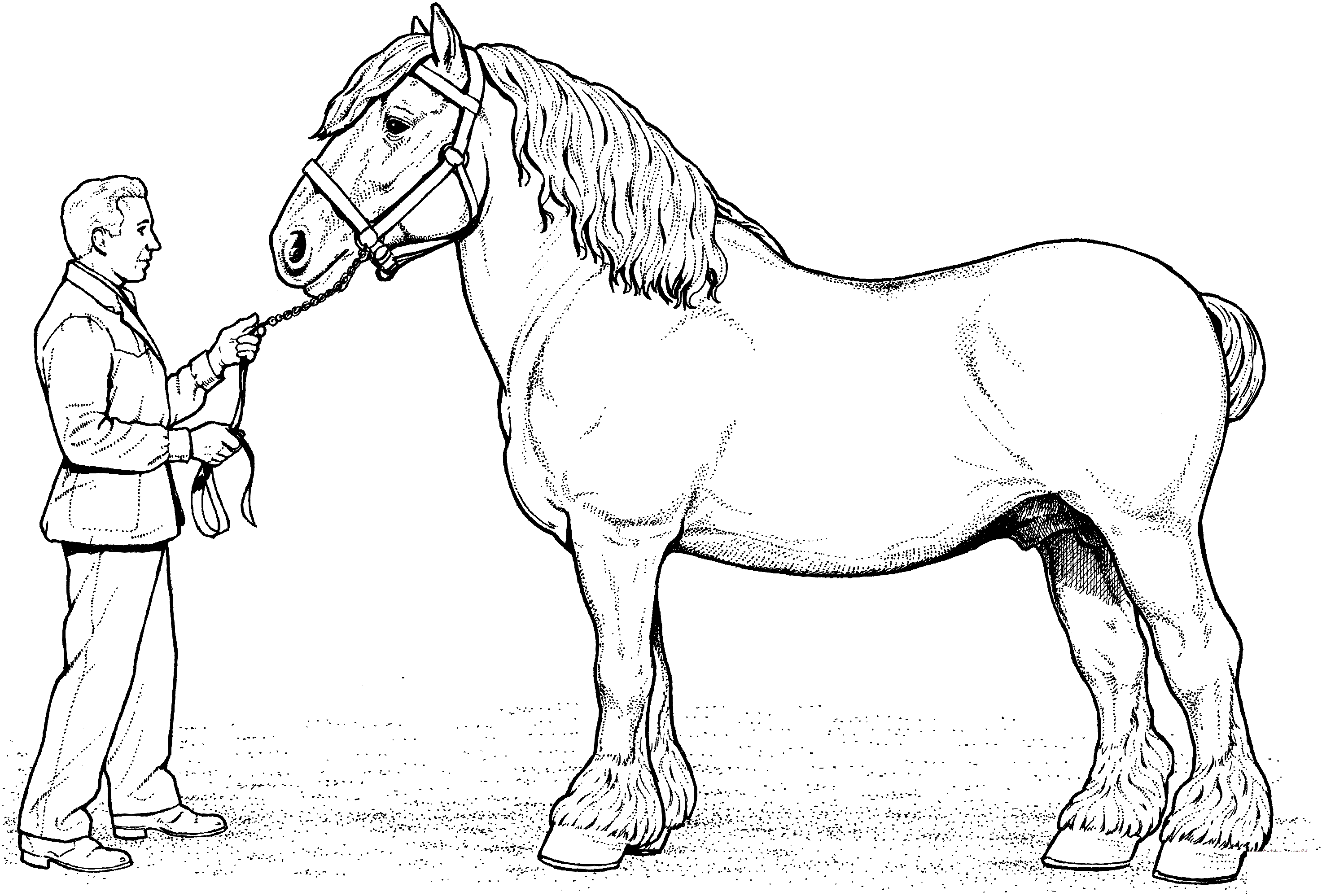 Clydesdale Horse Coloring Page