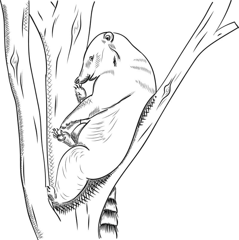 Coati on a Tree Coloring Page