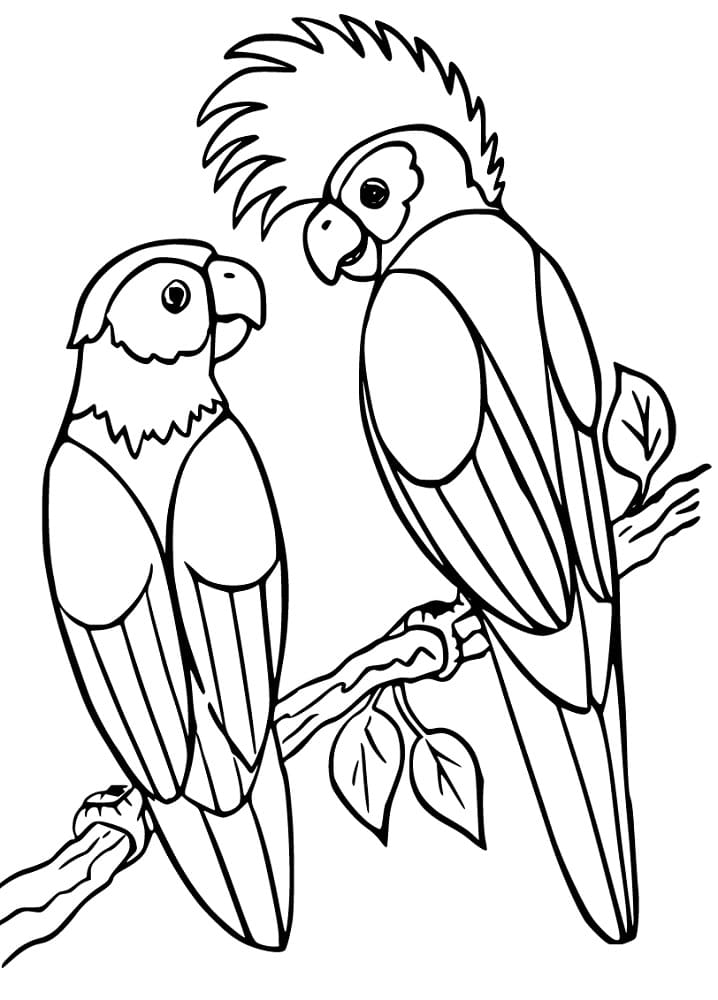 Cockatiel and Parrot
