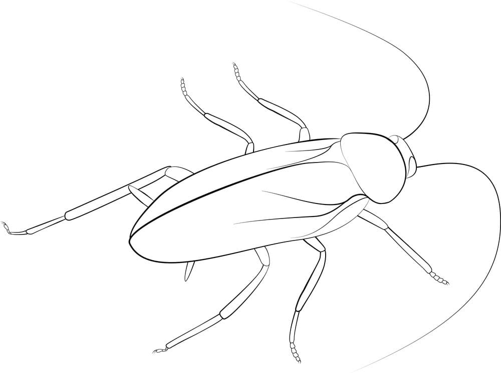Cockroach 2 Coloring Page