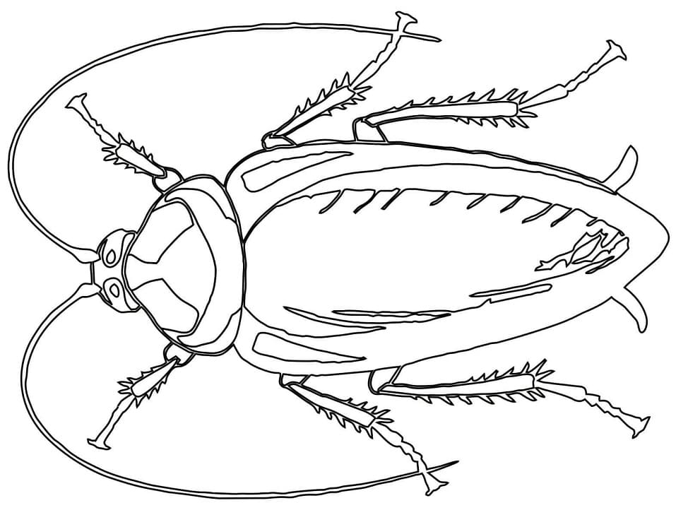 Cockroach Printable Coloring Page