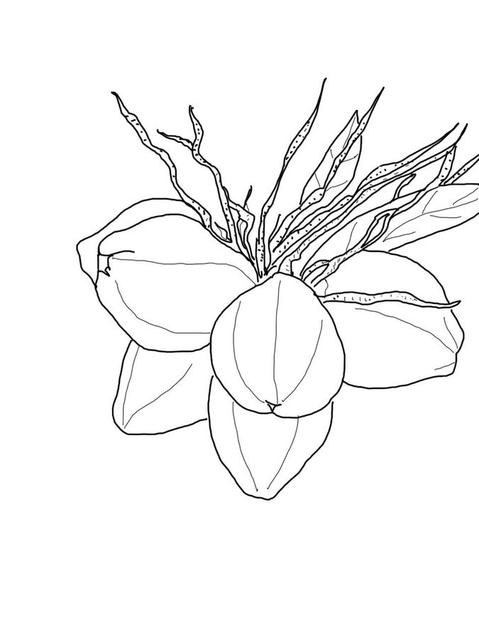 Coconutss Coloring Page