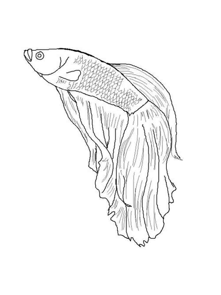 Color Betta Fish