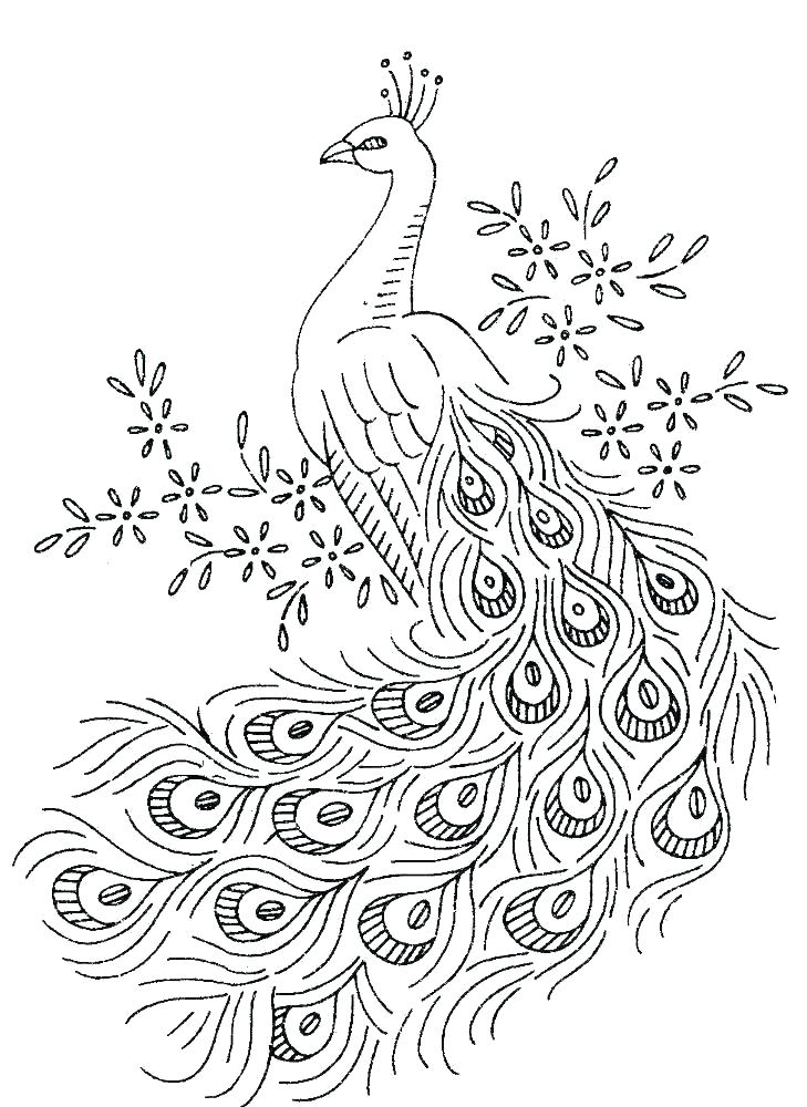 Color Peacocks Printable Sheet