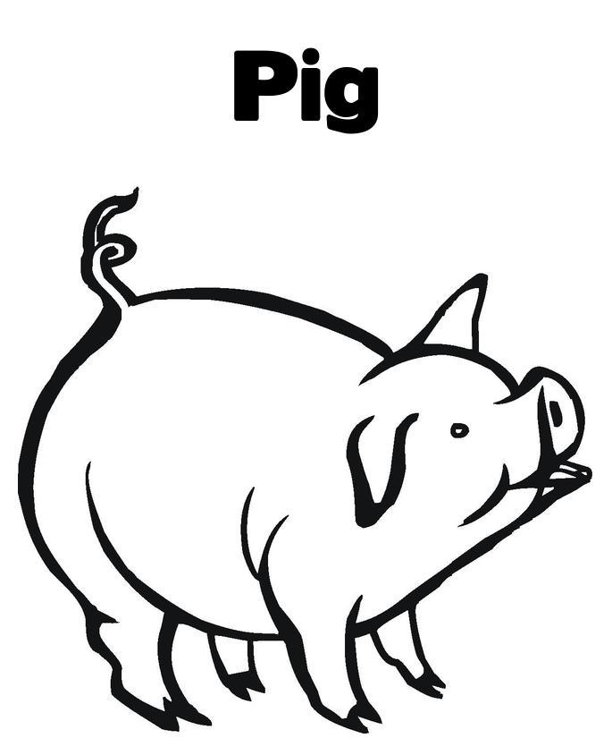 Coloring Pages A Pig Animalccee Coloring Page