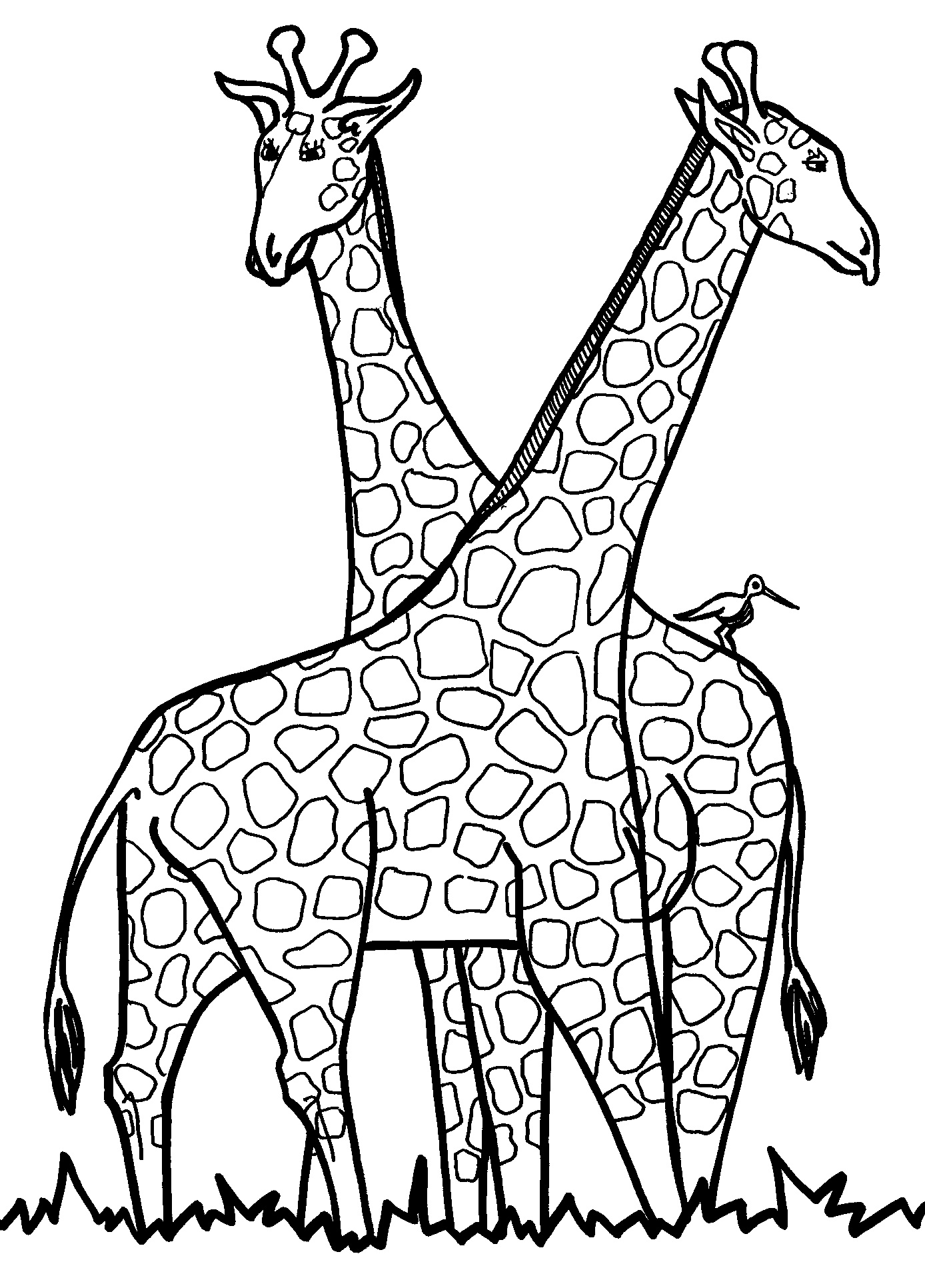 Coloring Pages of a Giraffe