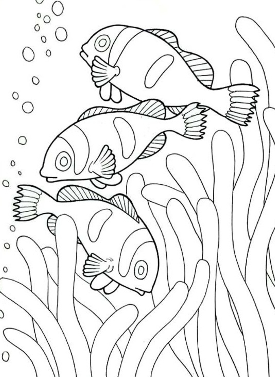 Coloring Pages Of Sea Animals Clown Fish53dd Coloring Page
