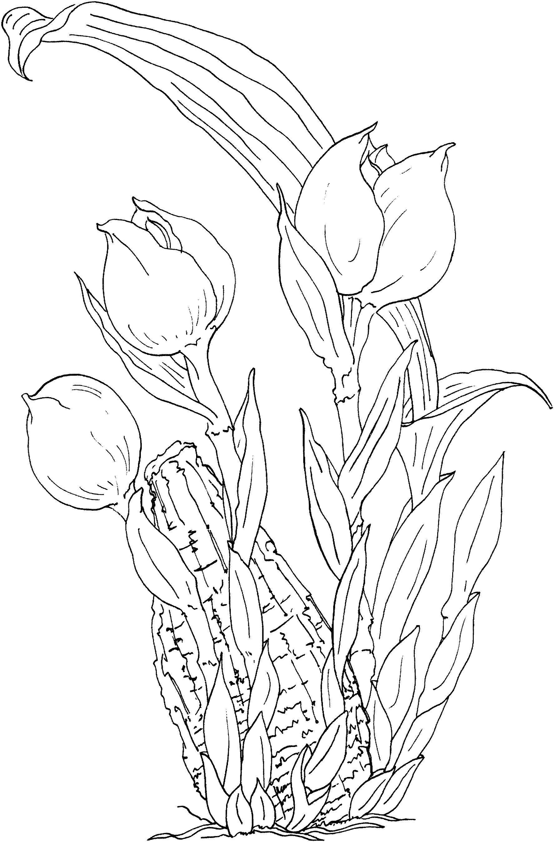 Coloring Pages of Tulip Coloring Page