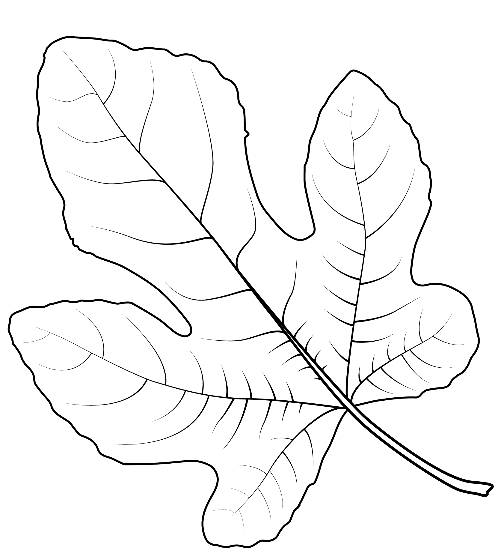 Common Fig Leaf