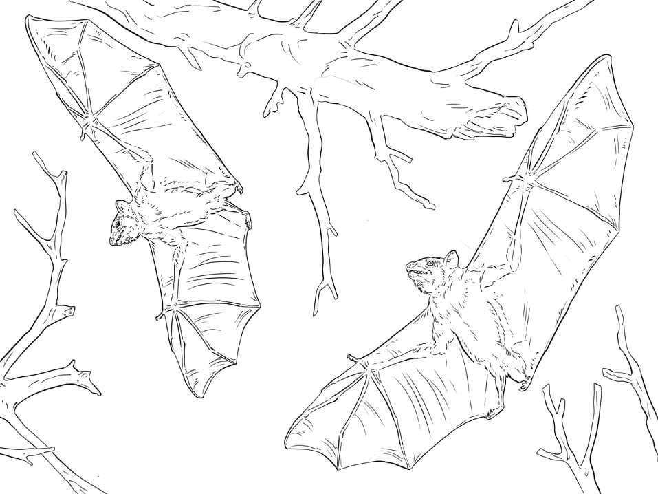 Common Fruit Bats Coloring Page