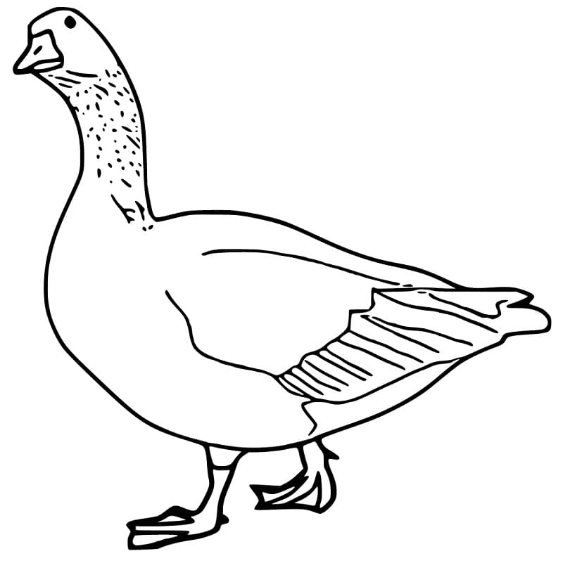 Common Goose