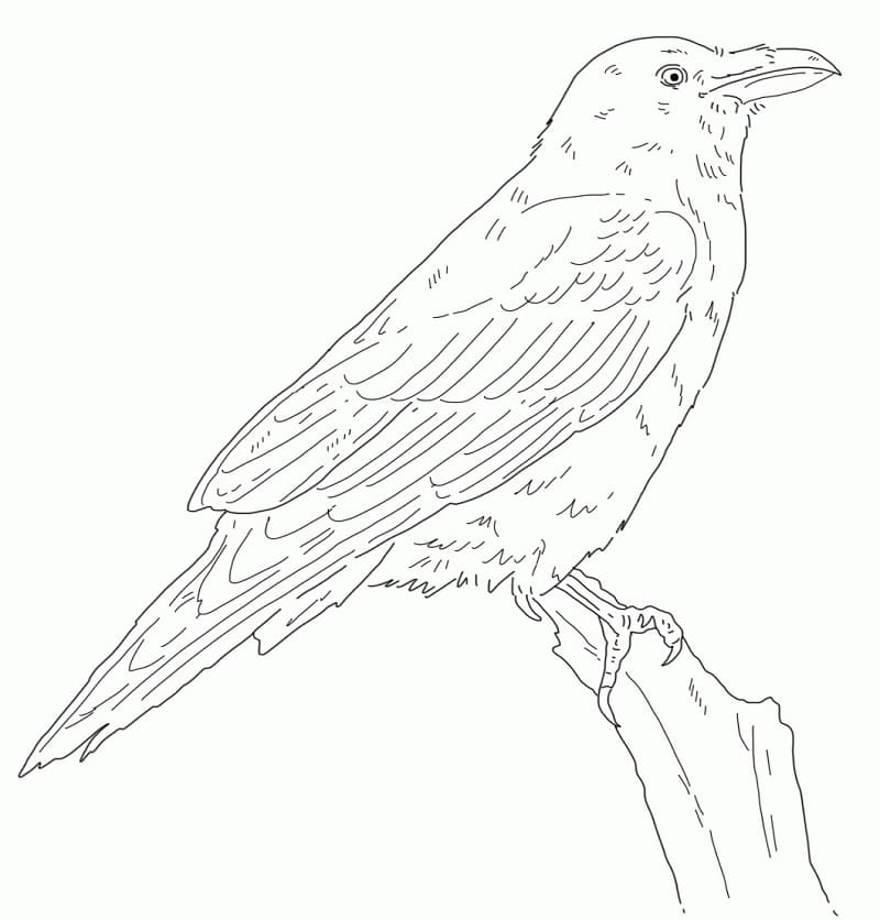 Common Raven 1