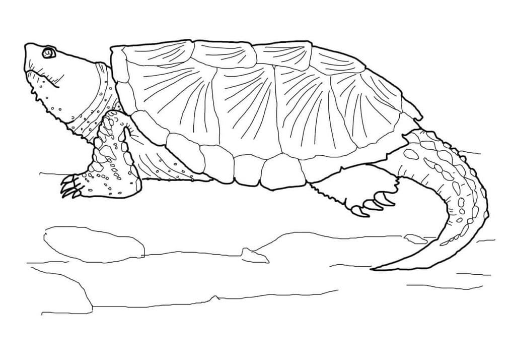 Common Snapping Turtle 1 coloring page