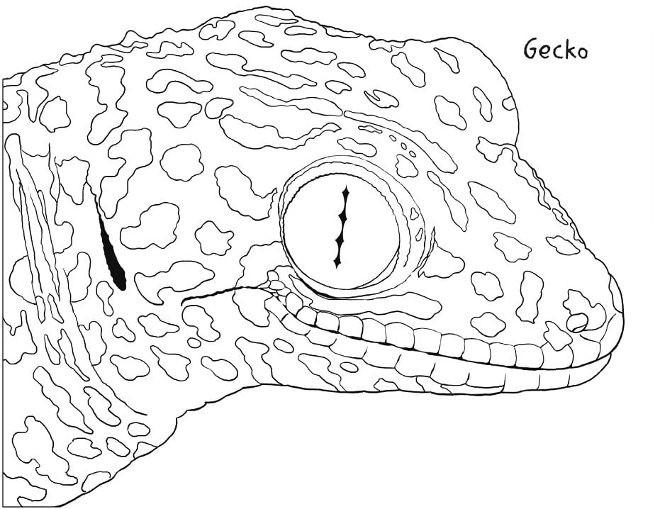 Common Tokay Gecko Coloring Page