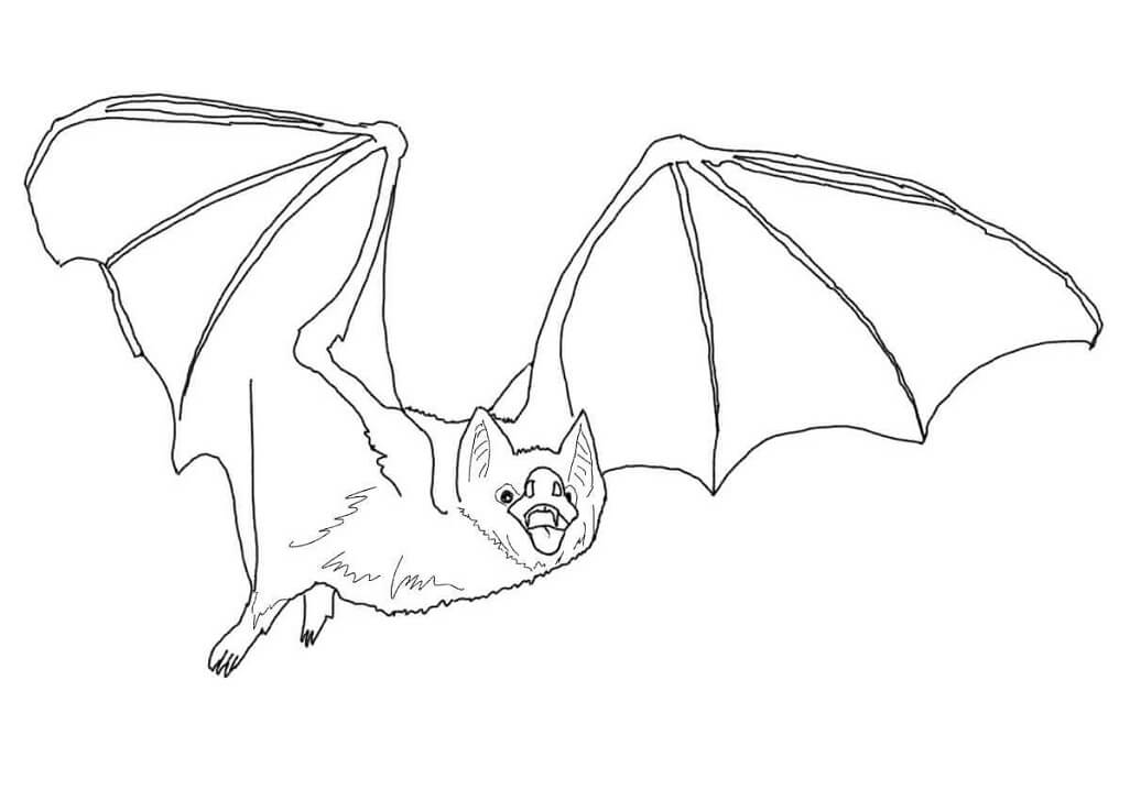 Common Vampire Bat Coloring Page