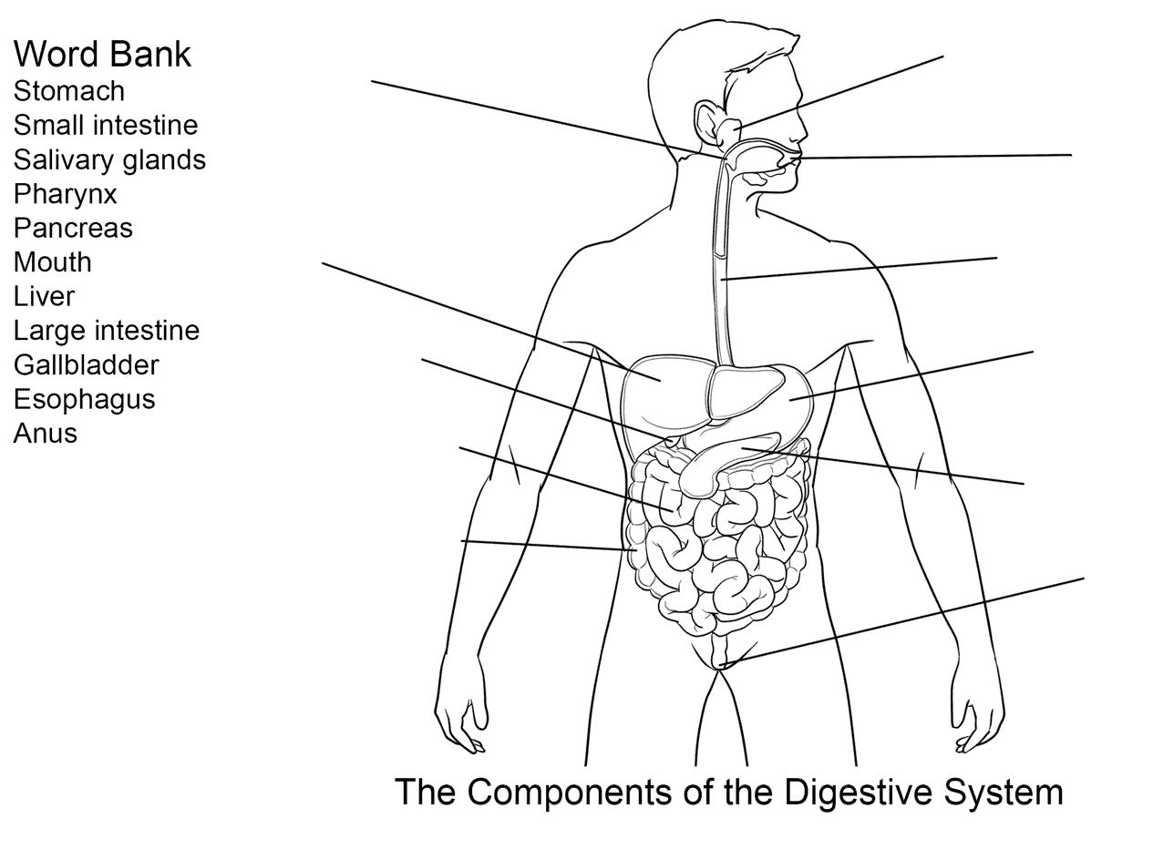 Components Of Digestive System Worksheet