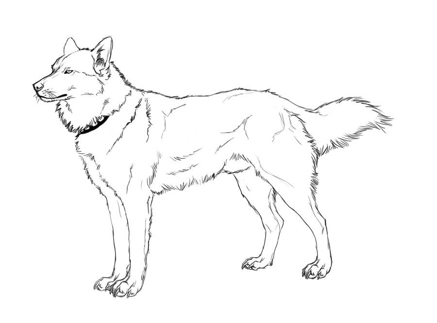 Cool Husky Coloring Page
