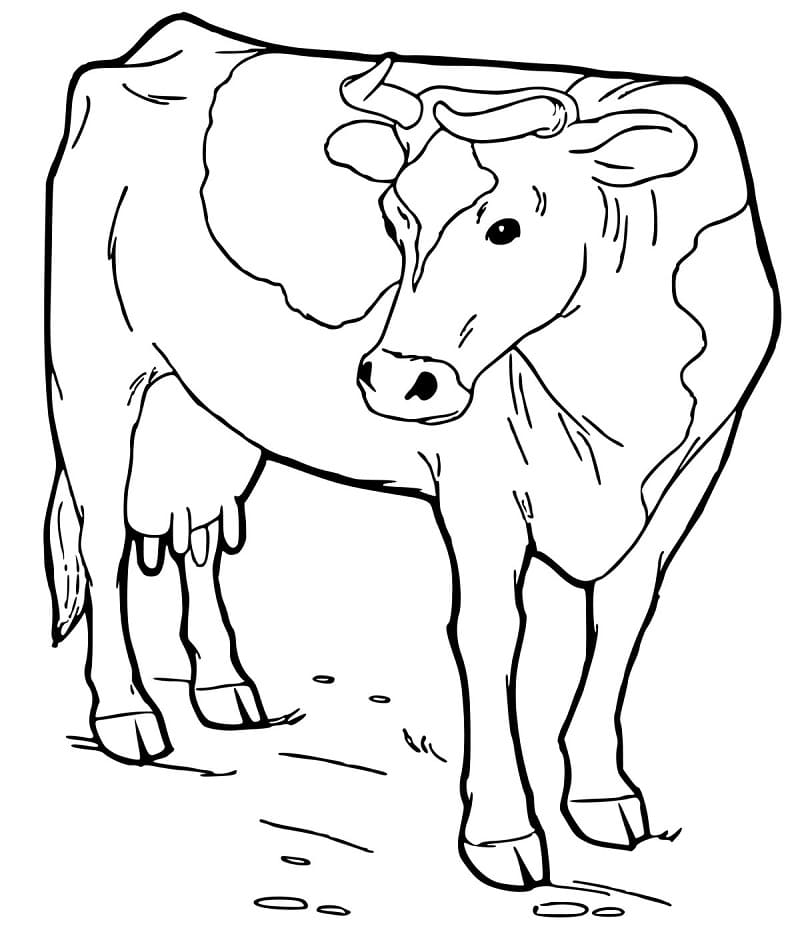 Cow 10 Coloring Page