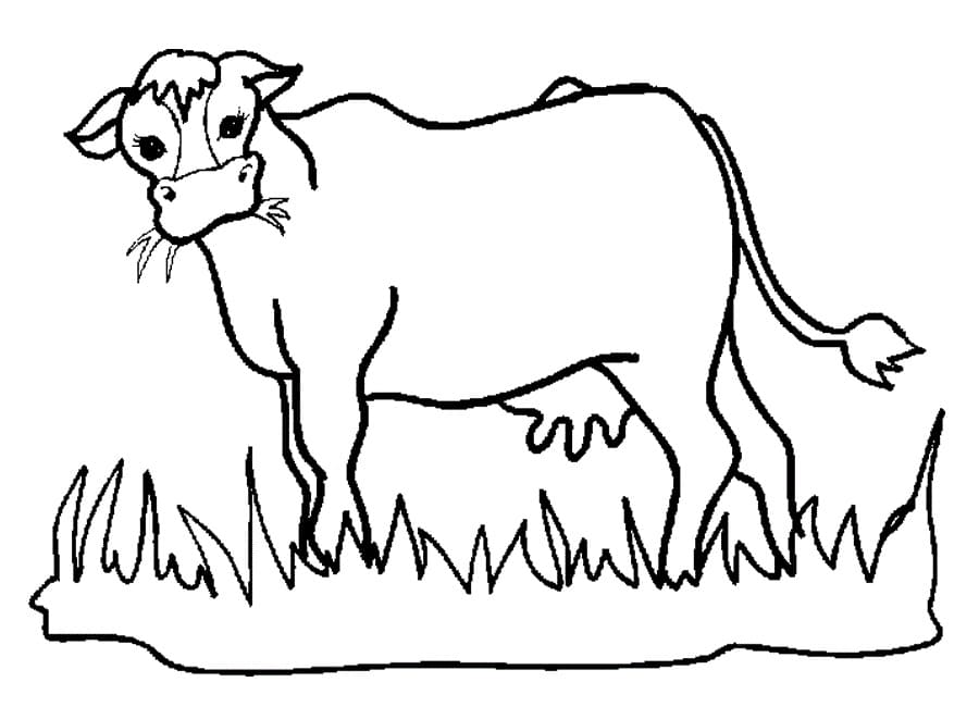 Cow 12 Coloring Page