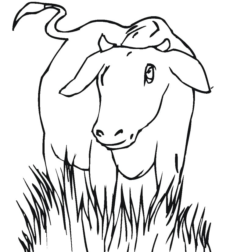 Cow 4 Coloring Page