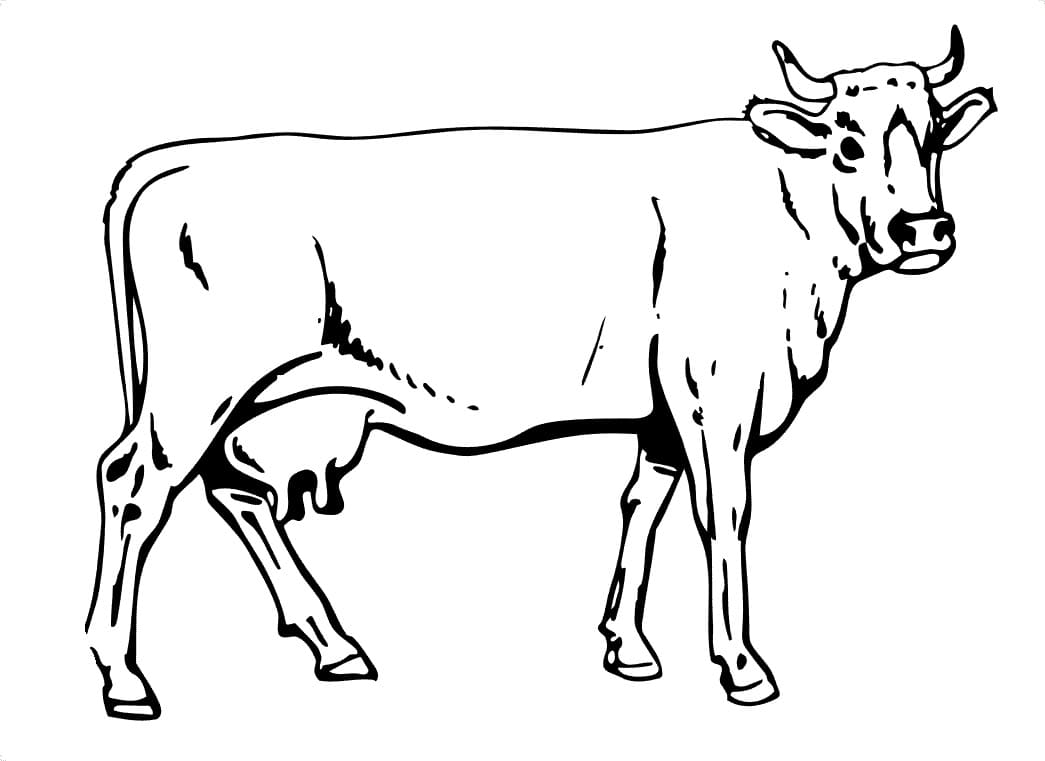 Cow 5 Coloring Page