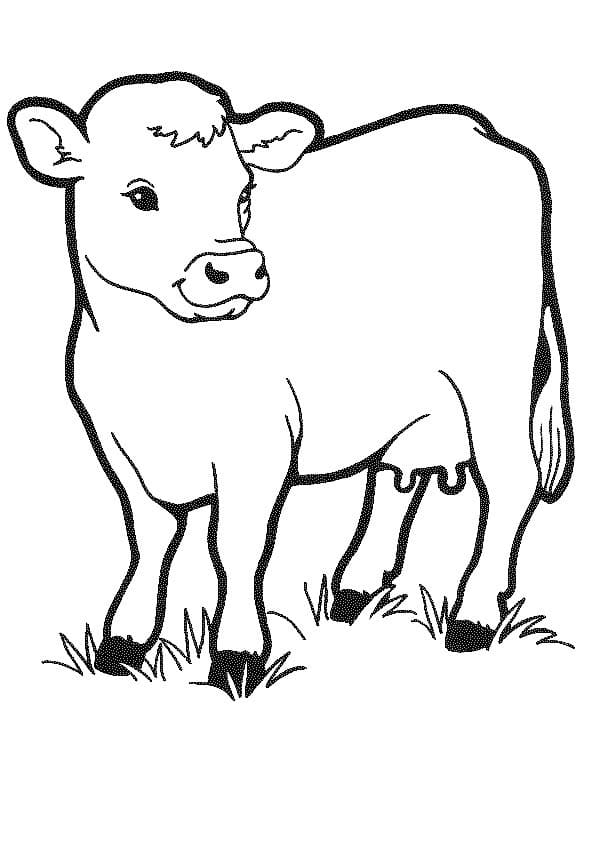 Cow 7 Coloring Page