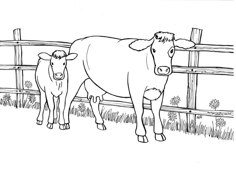 Cow and Calf 1 Coloring Page