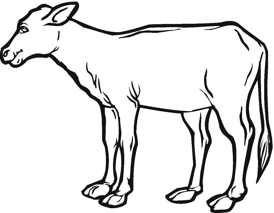 Cow Calf