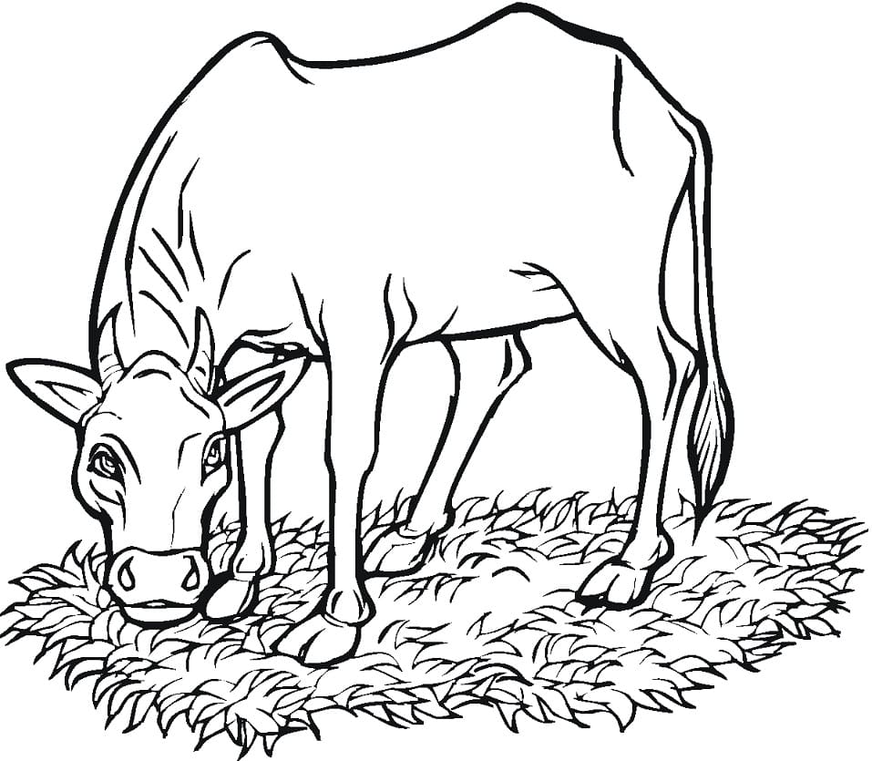 Cow Eating Grass