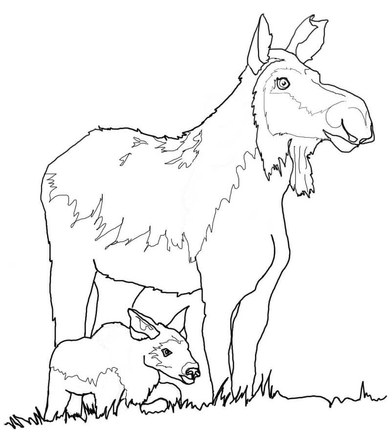 Cow Moose and Calf Coloring Page