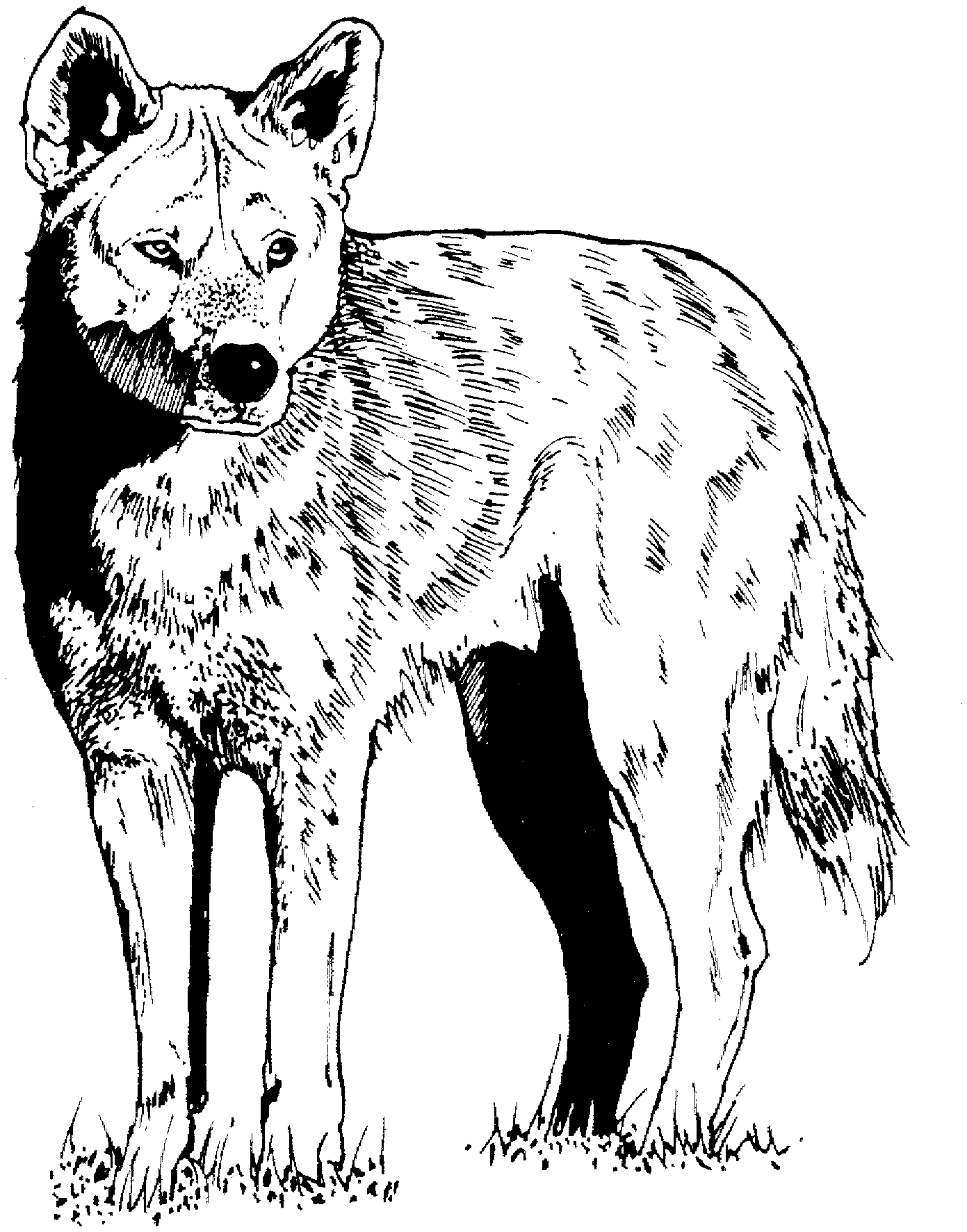 Coyote Friend Of Wolf Coloring Page