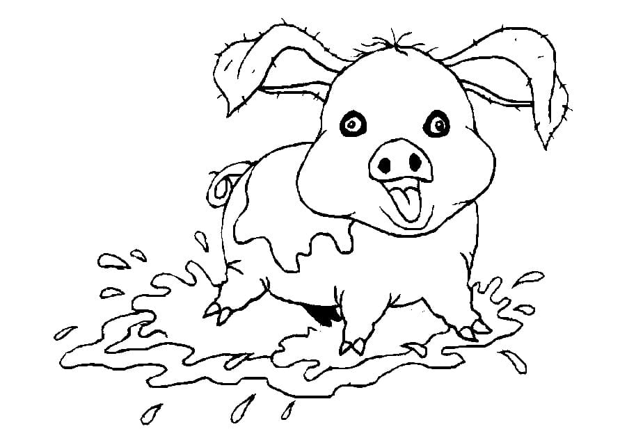 Crazy Pig Coloring Page