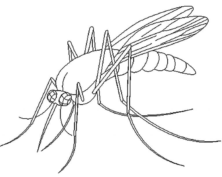 Creepy Mosquito