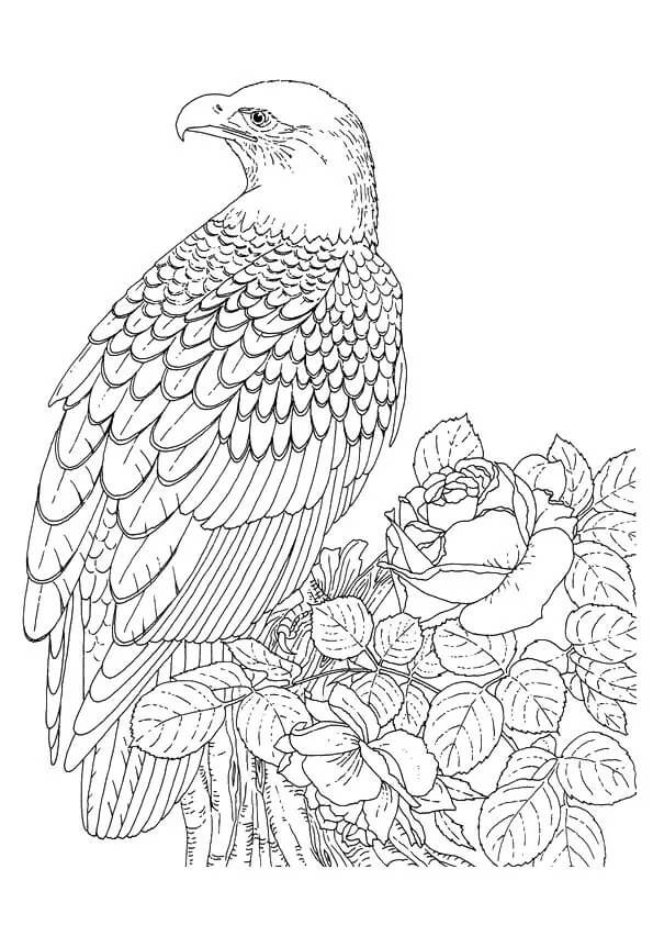Crescent Serpent Eagle Coloring Page