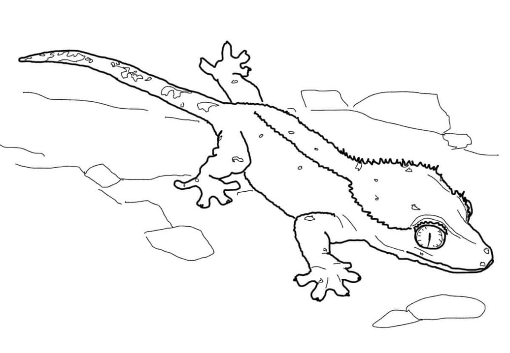 Crested Gecko 1 Coloring Page