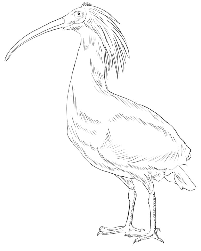 Crested Ibis