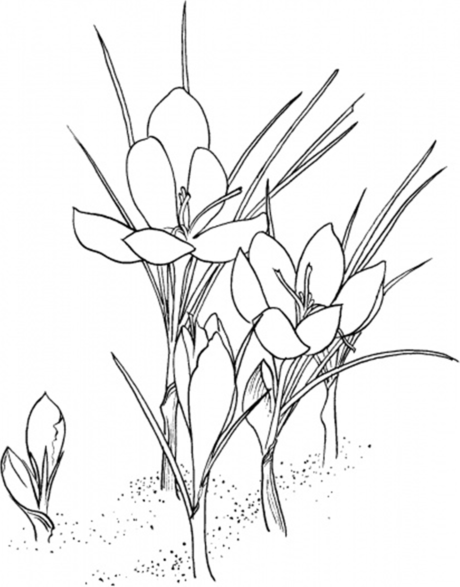 Crocus Flower Coloring Page