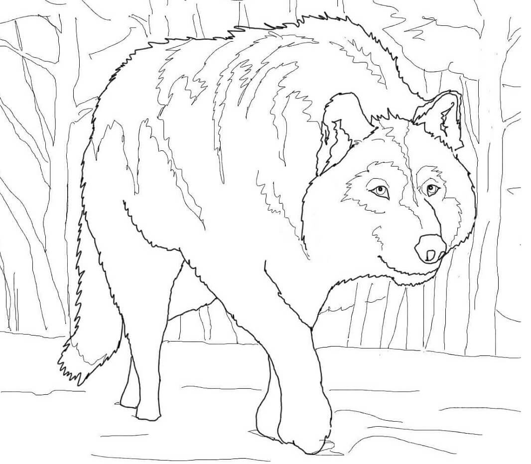 Crouching Gray Wolf Coloring Page