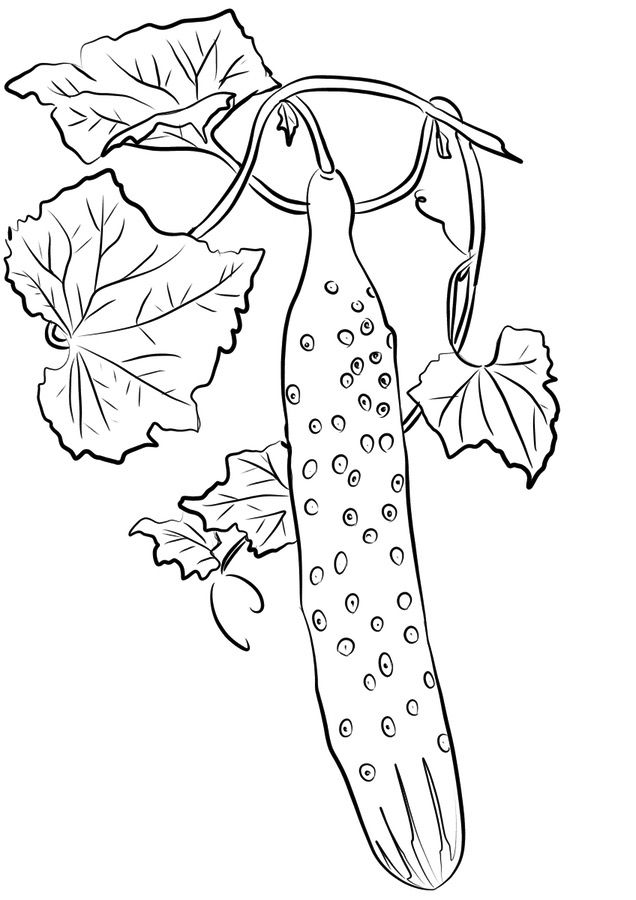 Cucumber On The Vines Coloring Page