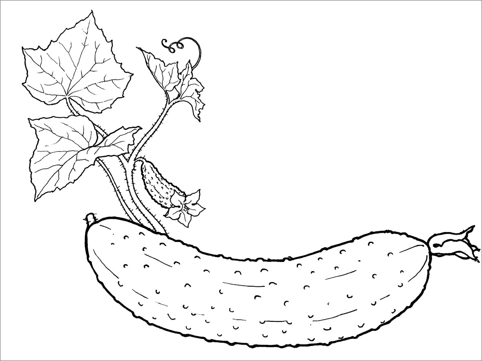 Cucumber Vines Coloring Page